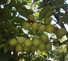 Fresh Plums