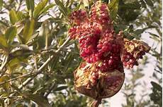 Fresh Pomegranates