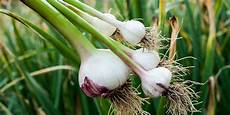 Fresh Scallion