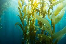 Fresh Seaweeds