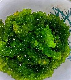 Fresh Seaweeds