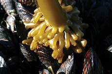 Fresh Seaweeds
