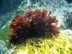 Fresh Seaweeds