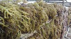 Fresh Seaweeds