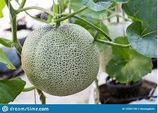 Fresh Water Melons