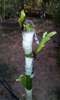 Fruit Grafts & Seedlings
