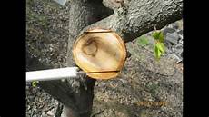 Fruit Grafts & Seedlings