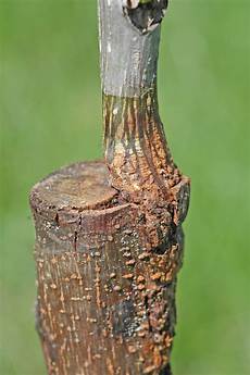 Fruit Grafts & Seedlings