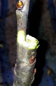 Fruit Grafts & Seedlings