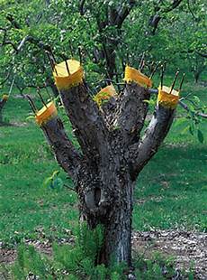 Fruit Grafts & Seedlings