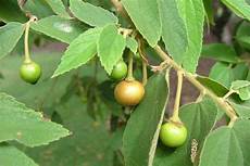 Fruit jam