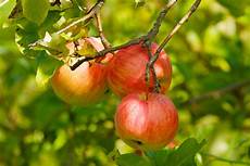 Fruit Peelers