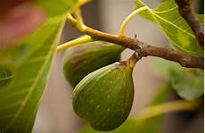 Fruit Tools
