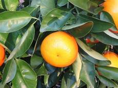 Fruits