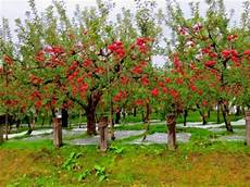Fuji Apples