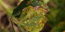 Fungicides