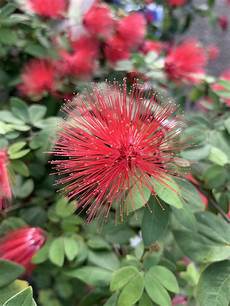 Fungicides