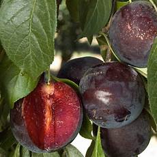 Fungicides