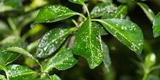 Fungicides