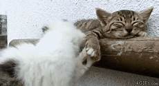 Funny Biscuits