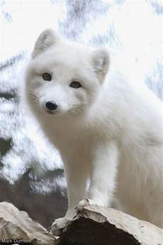 Fur