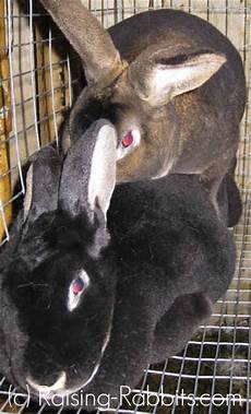 Fur