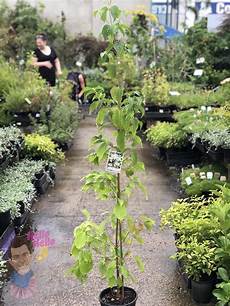 Garden Supplies