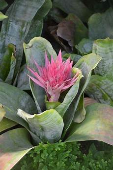 Garden Urn