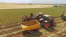 Garlic Cutting Seedling Machinery