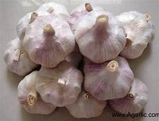 Garlic Exporter