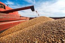 Grain Transportation