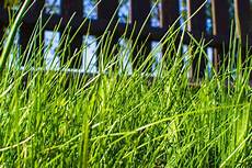 Grass Trimmer