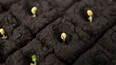 Growth Regulators