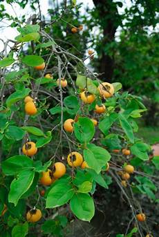 Growth Regulators