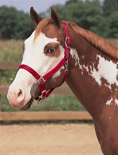 Halters