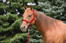 Halters