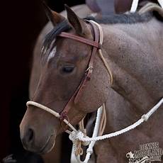 Halters