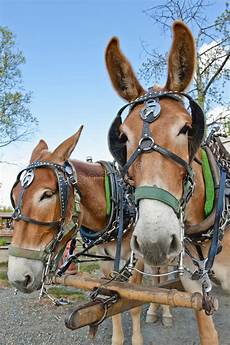 Halters