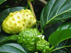 Hawaiian Noni