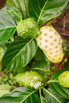 Hawaiian Noni