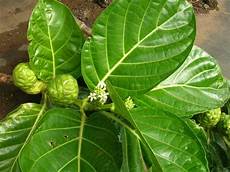 Hawaiian Noni