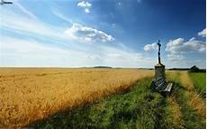 Hay