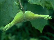 Hazelnuts