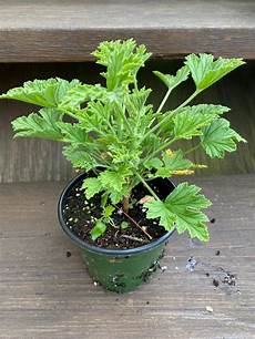 Herb & Spice Tools