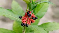 Herbal Extracts