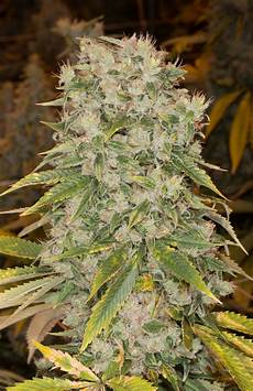 Herbal Products