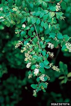 Herbicides