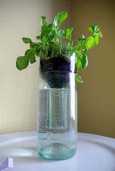 Herbs Seeds