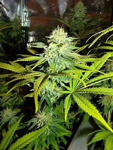 Herbs Seeds