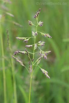 Herbs Seeds